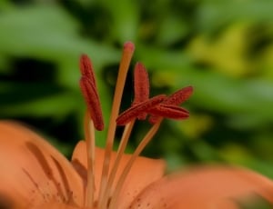 Feuerlilie, Flower, Lilium Bulbiferum, flower, growth thumbnail