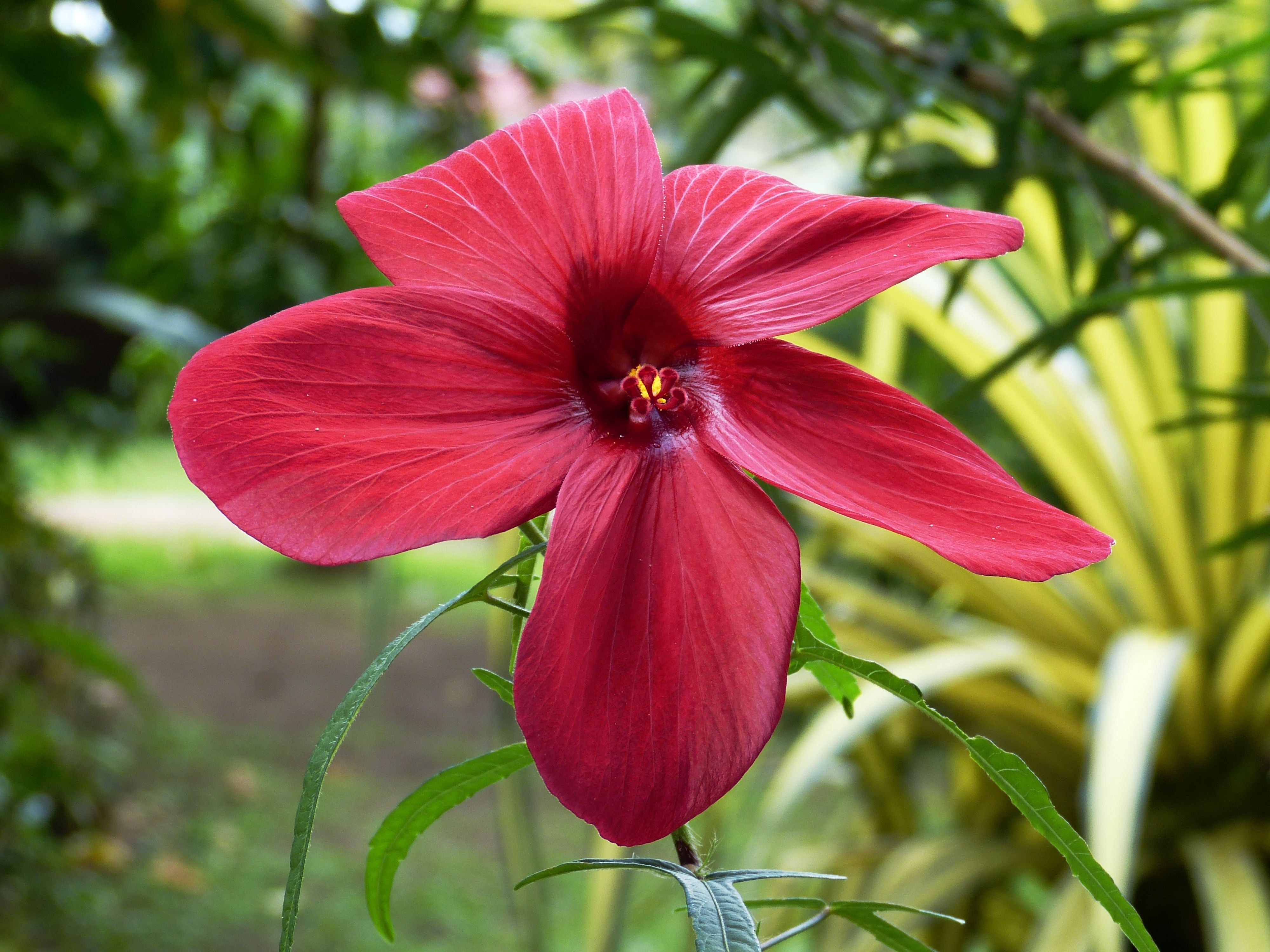 red Hibiscus closeup photography