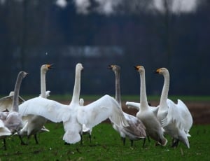 white and grey swans thumbnail