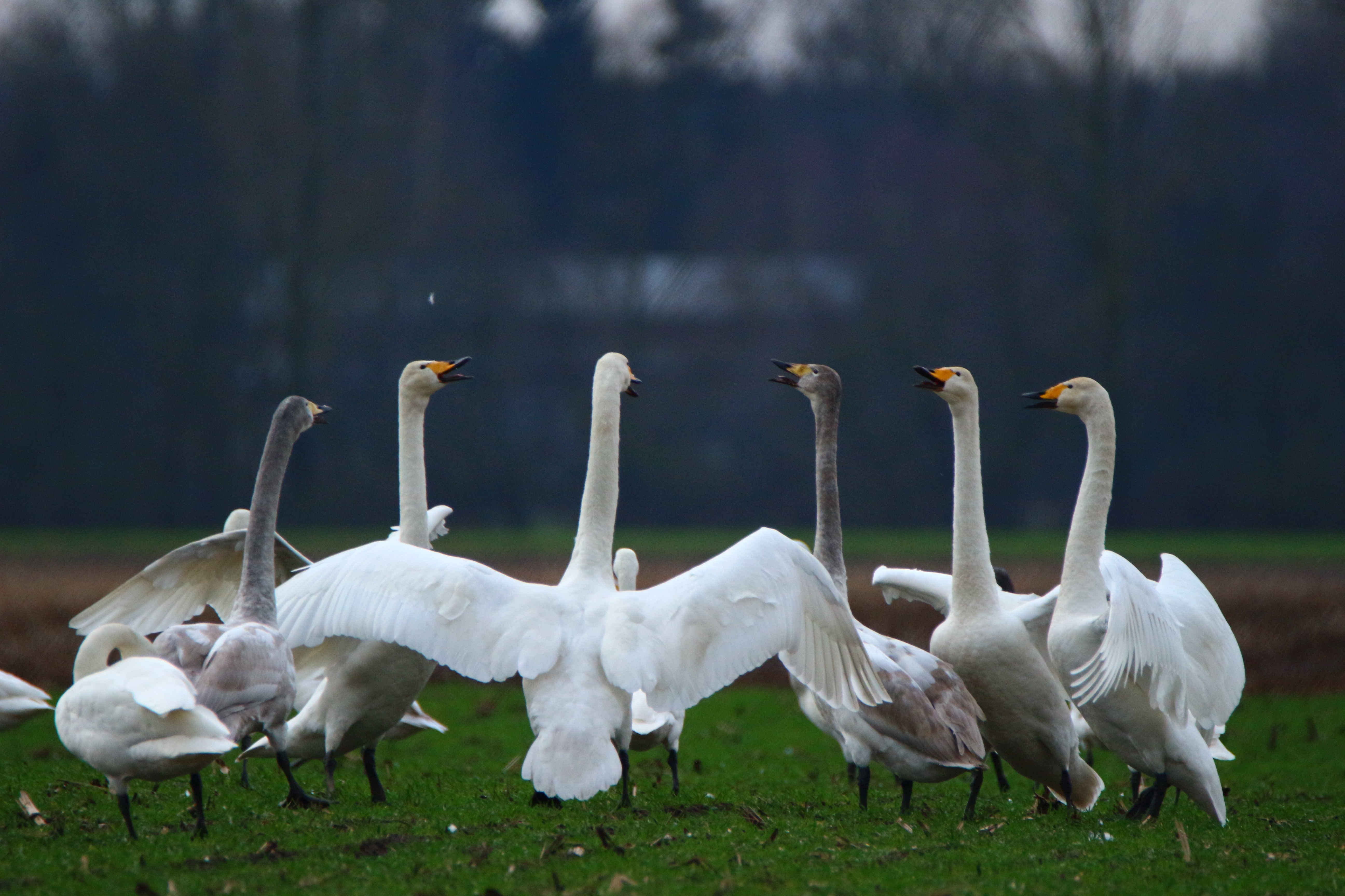 white and grey swans