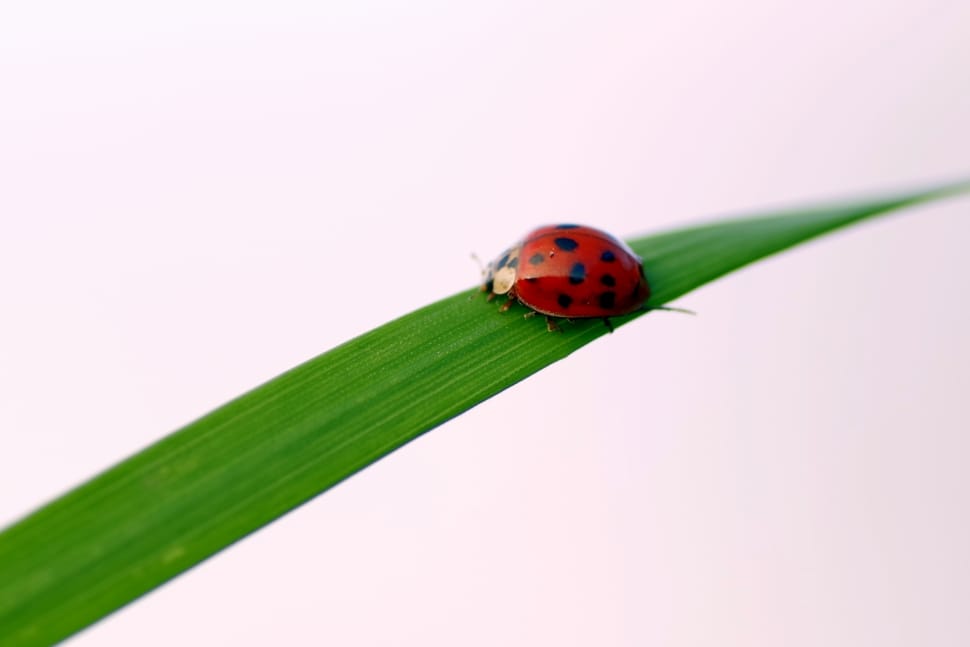 red ladybug preview