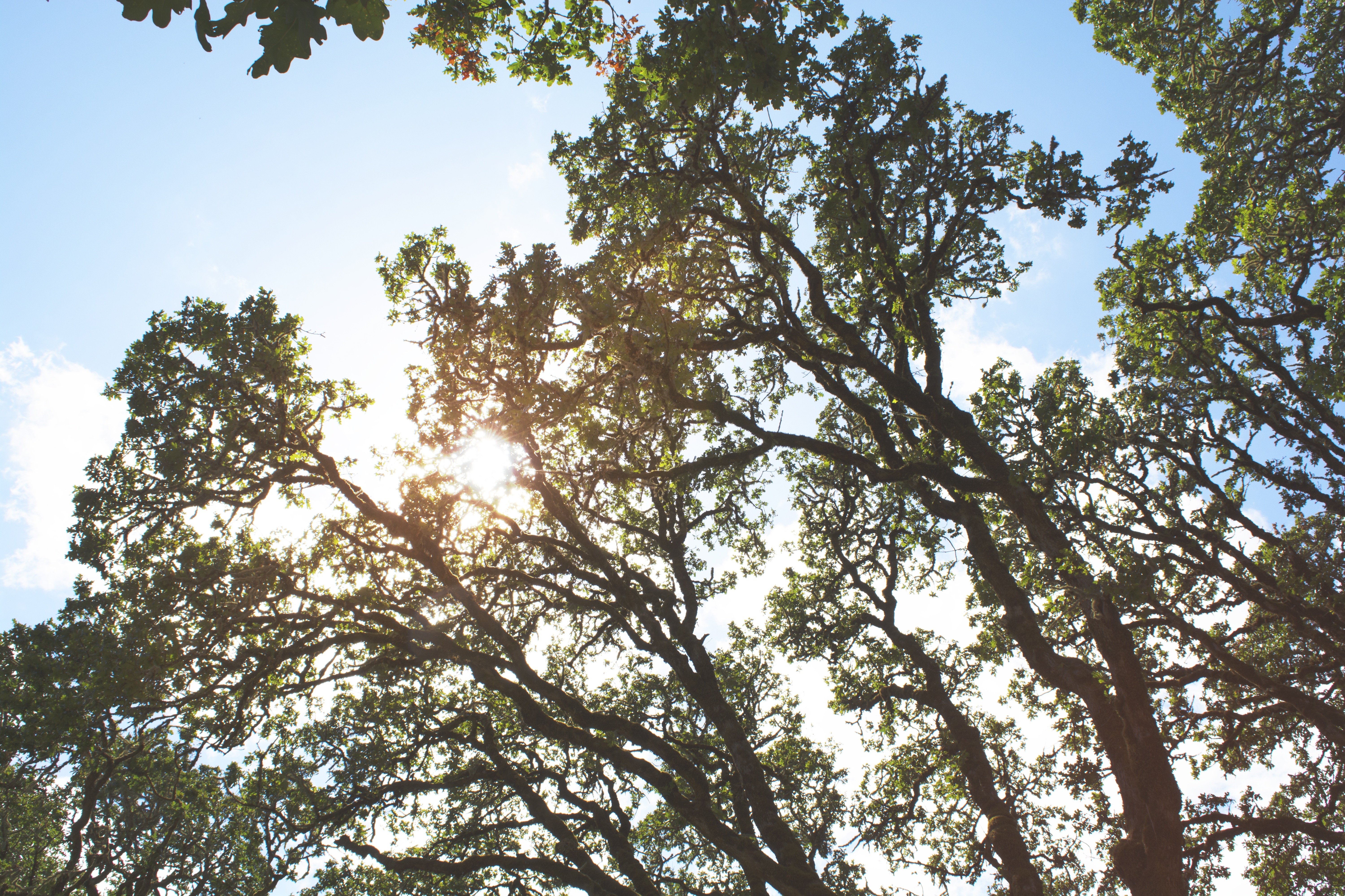 green tall trees