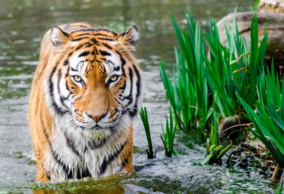 tiger animal on body of water near green grasses preview