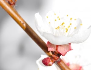 white cherry blossom in close up photography thumbnail