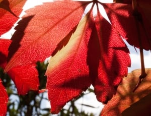 Autumn, Fall Foliage, Golden Autumn, red, flag thumbnail