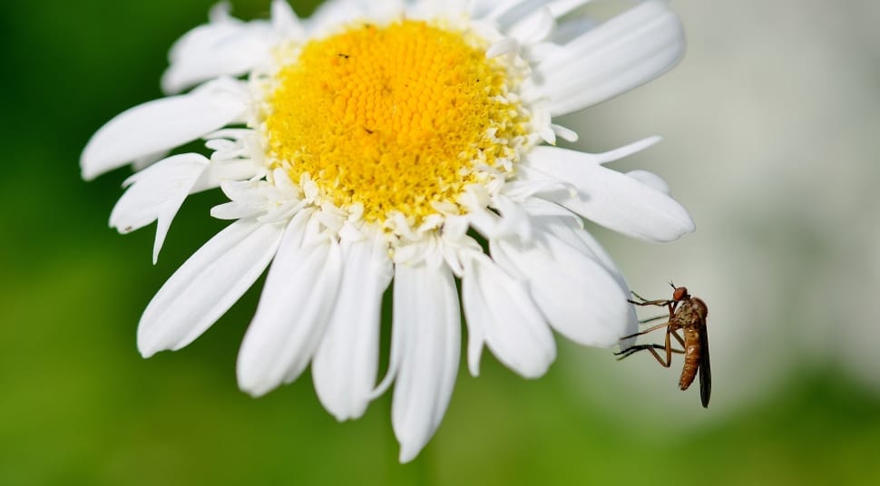 white and yellow daisy flower and hoverfly preview