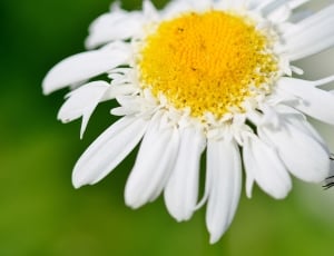 white and yellow daisy flower and hoverfly thumbnail