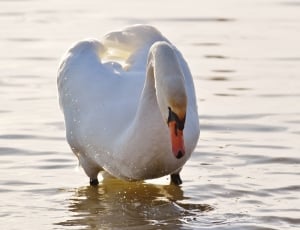 Lake Constance, Water, Swan, one animal, animals in the wild thumbnail