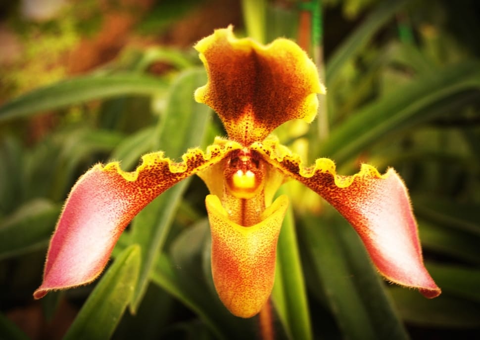 red and yellow orchid flower preview