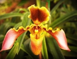 red and yellow orchid flower thumbnail
