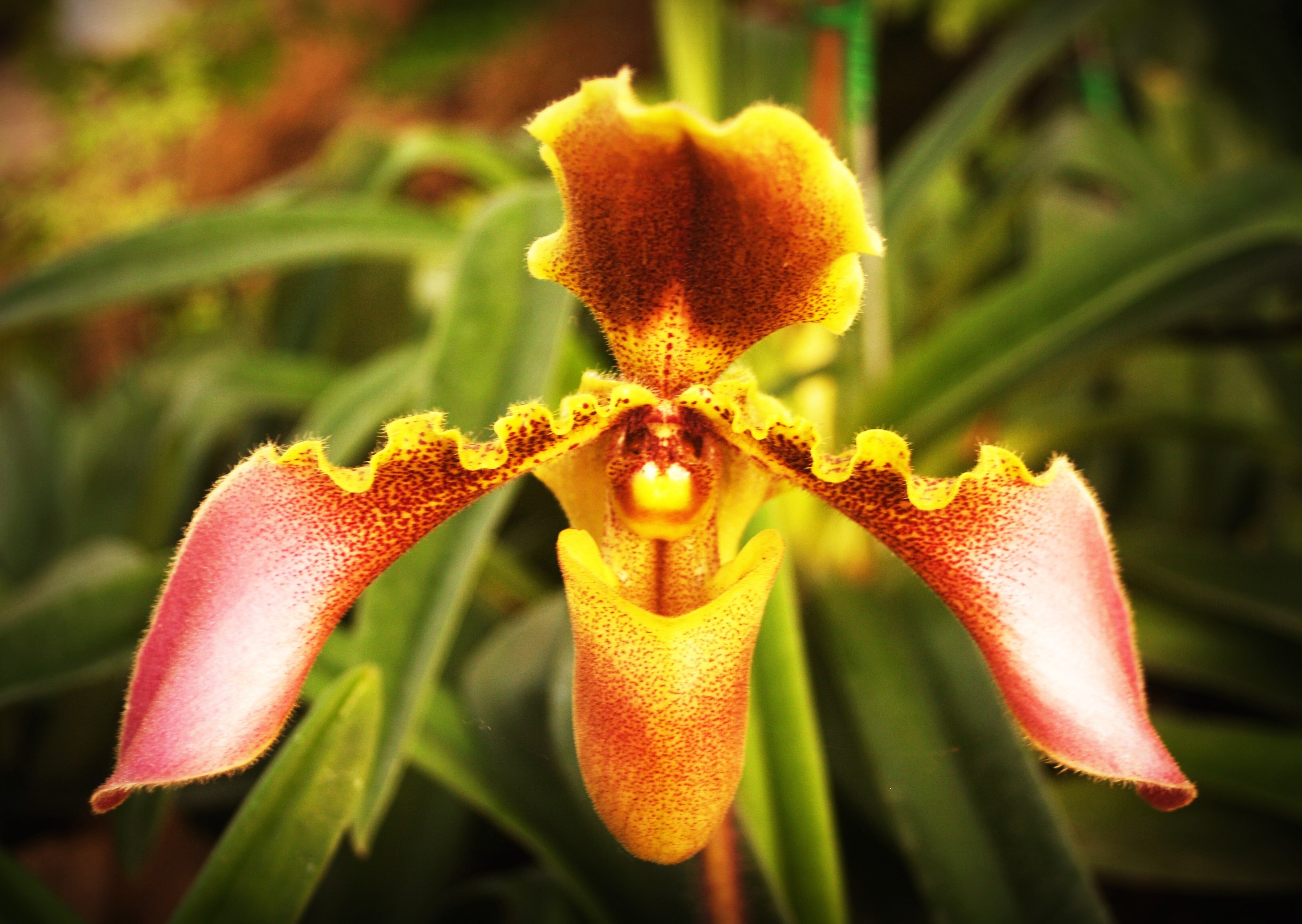 red and yellow orchid flower