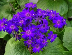 purple petal flower thumbnail