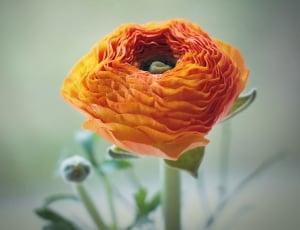 orange petal flowers thumbnail