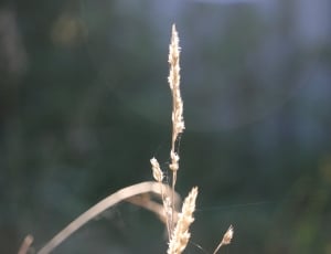 spider web and beige plant in closeup photo thumbnail