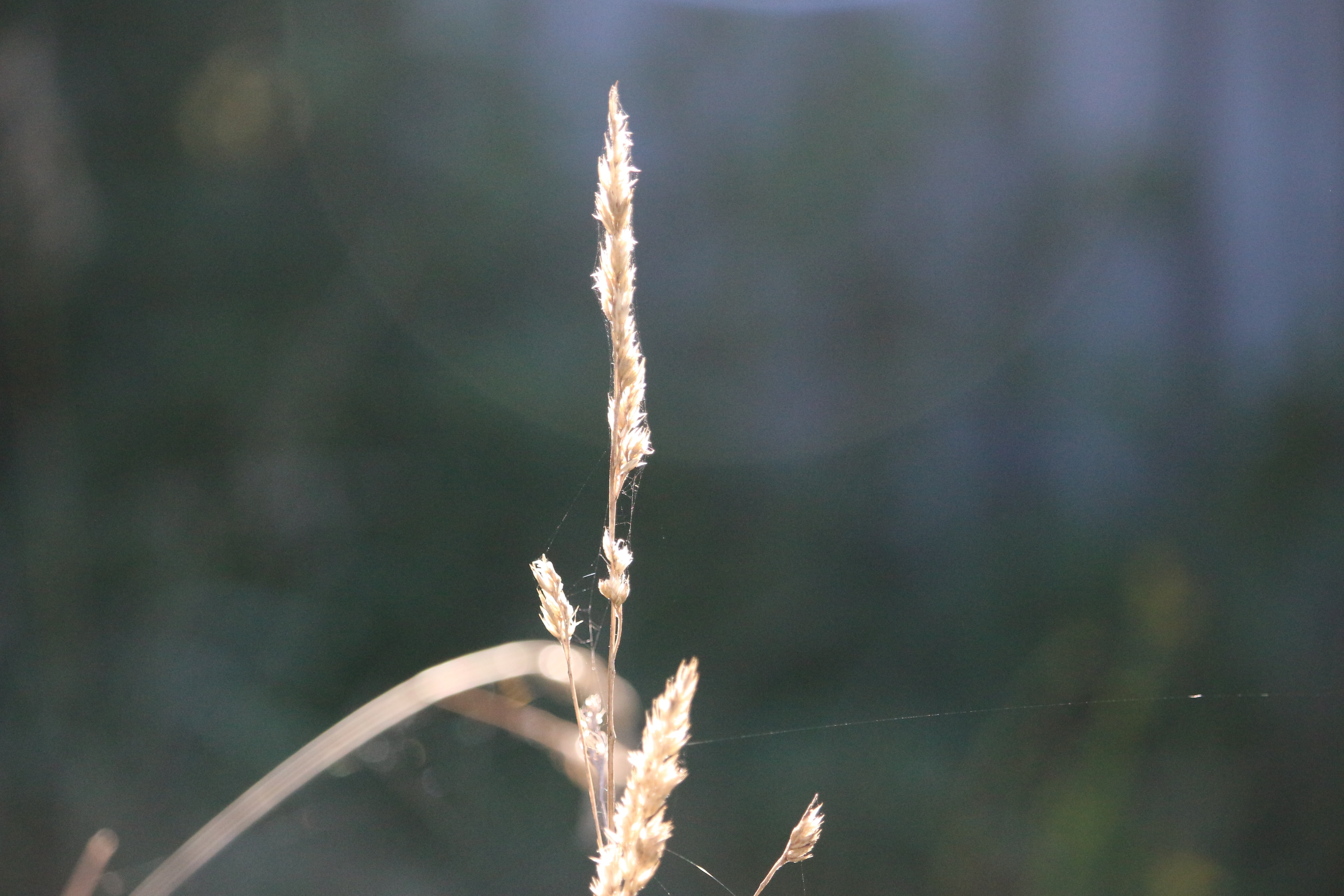 spider web and beige plant in closeup photo