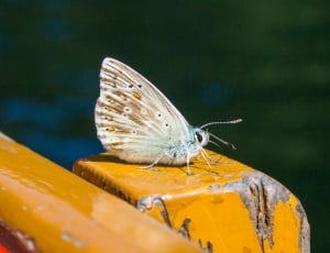 Insect, Butterfly, Nature, one animal, animal themes thumbnail