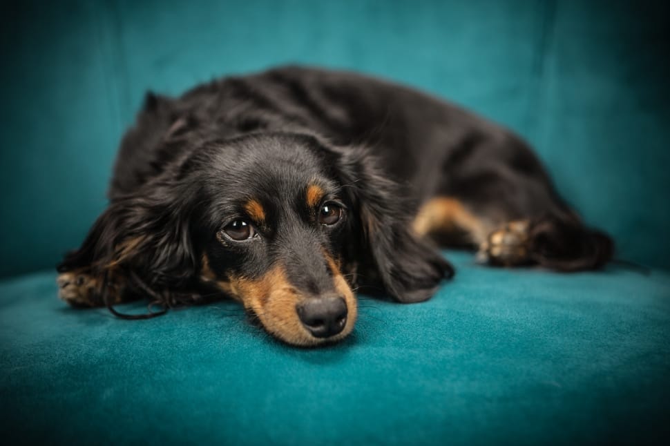 tan and black puppy lying on cushion preview