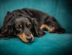 tan and black puppy lying on cushion thumbnail