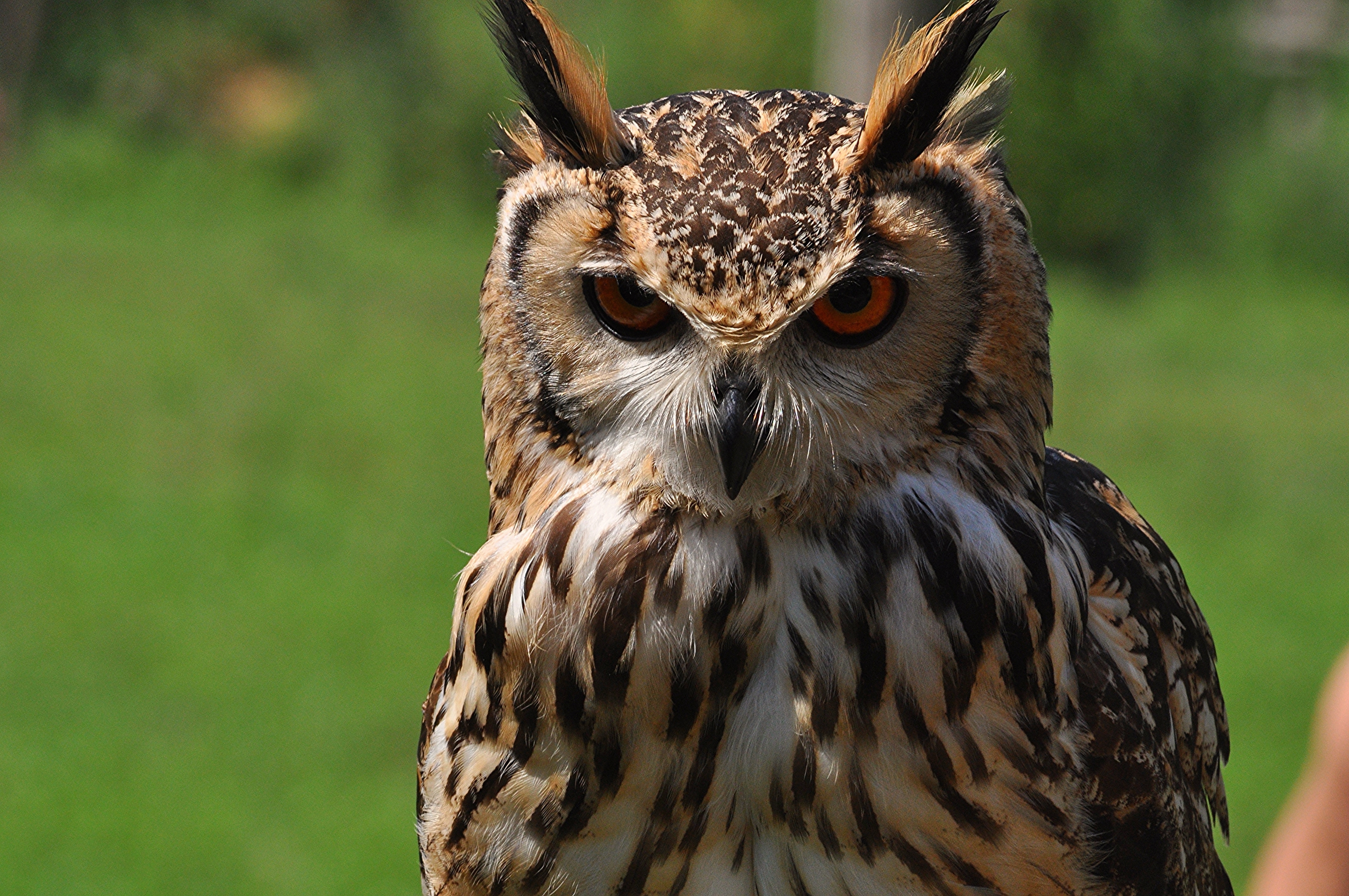 angry OWL