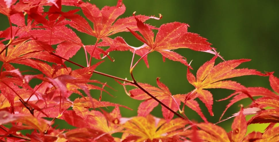 Leaf, Japanese Maple, Leaves, Maple, autumn, leaf preview