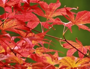 Leaf, Japanese Maple, Leaves, Maple, autumn, leaf thumbnail
