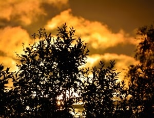 cumulus clouds and trees thumbnail