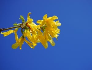 yellow blossom flower thumbnail