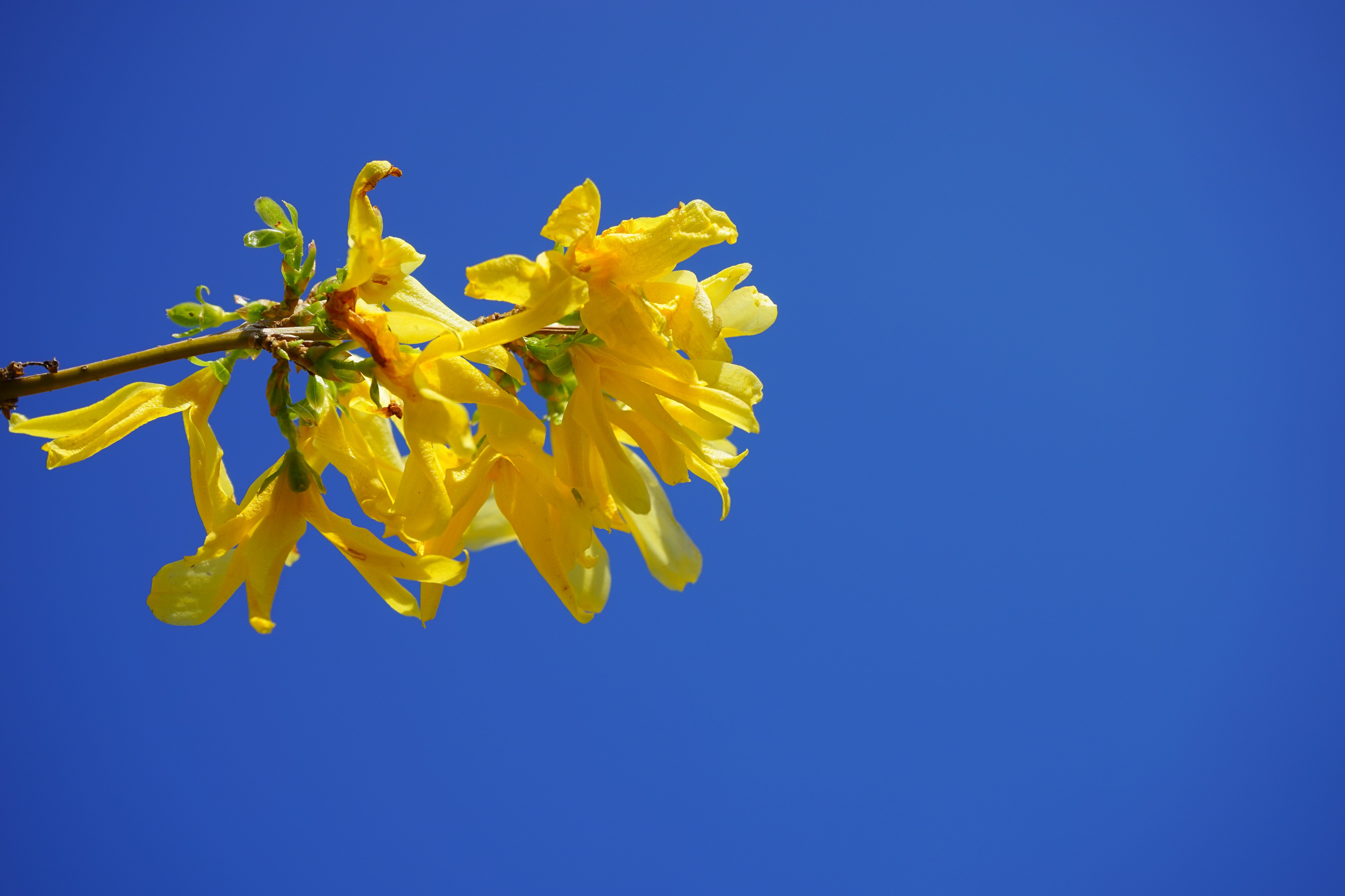 yellow blossom flower