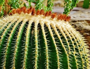 Cactus, Spur, Pointed, Nature, Plant, cactus, thorn thumbnail