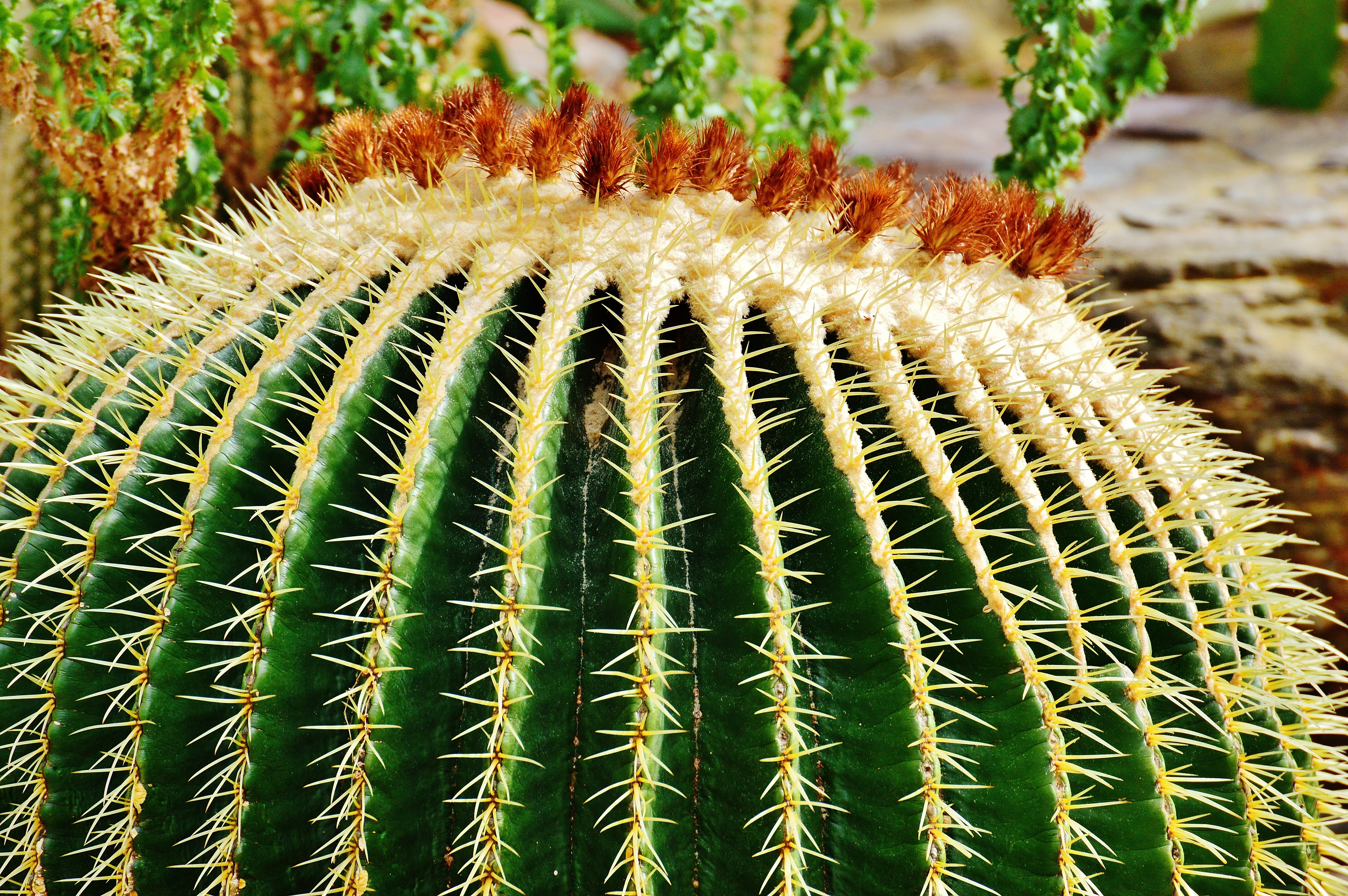 Cactus, Spur, Pointed, Nature, Plant, cactus, thorn