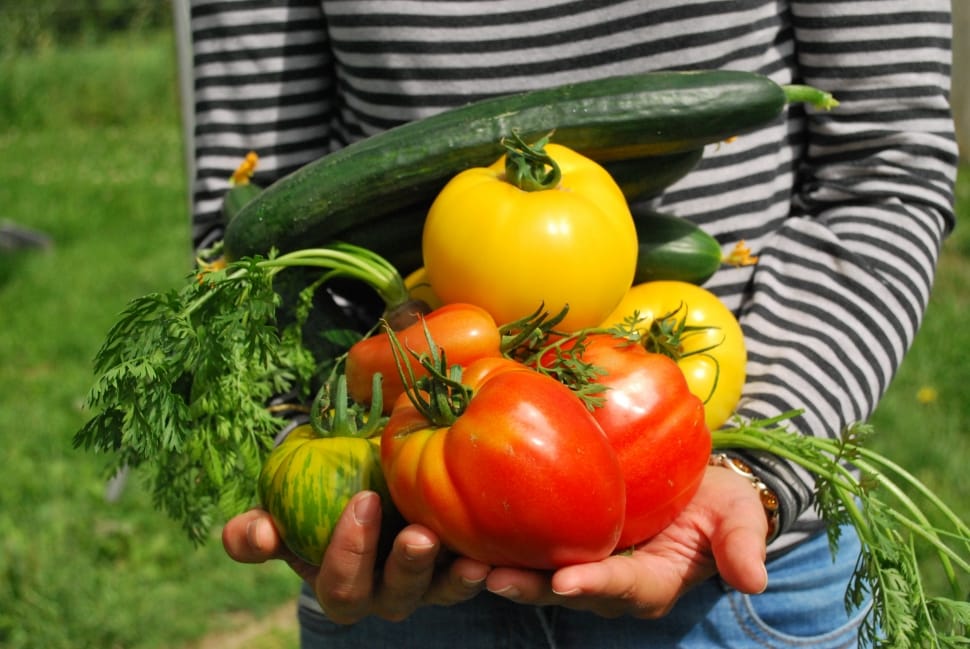 person holding variety of vegetables preview
