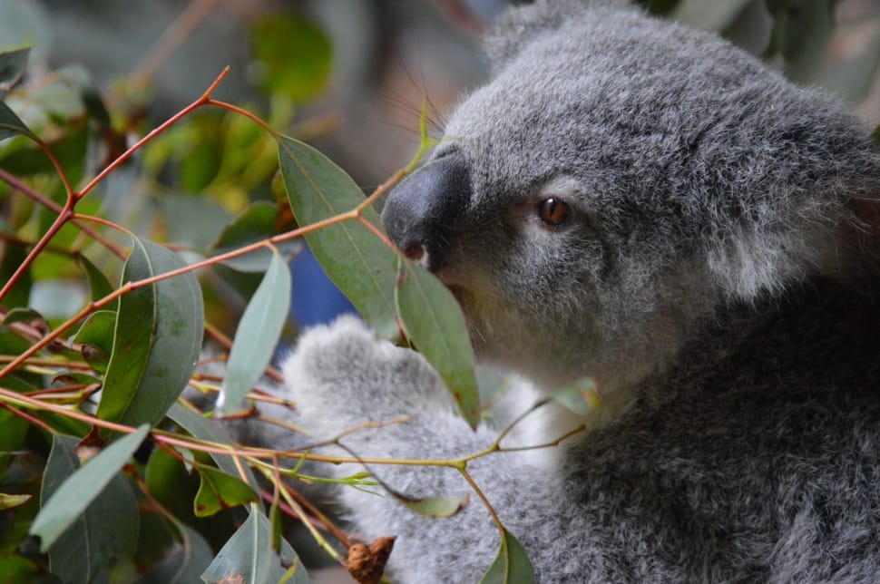 Koala, Wildlife, Cute, Australia Zoo, one animal, animal wildlife preview