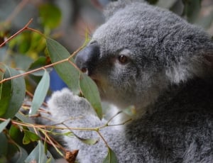 Koala, Wildlife, Cute, Australia Zoo, one animal, animal wildlife thumbnail