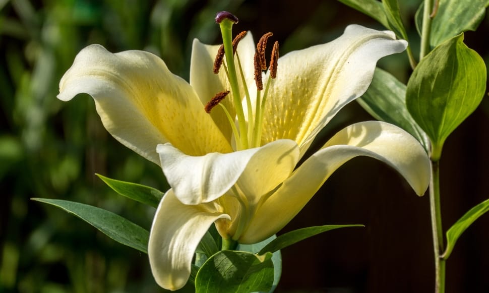 white and yellow lily preview