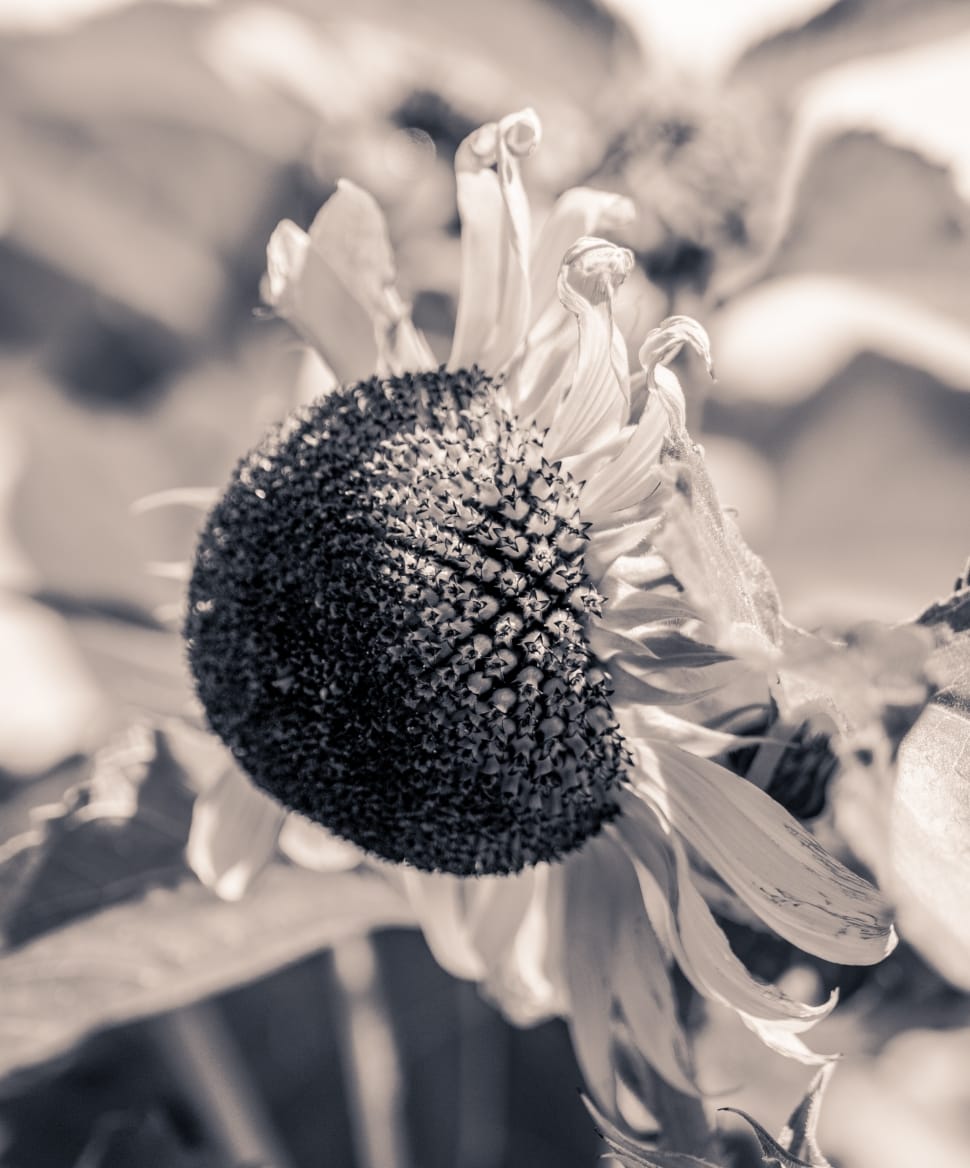 sunflower in bloom preview