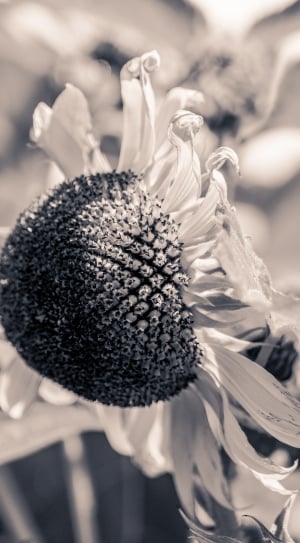 sunflower in bloom thumbnail
