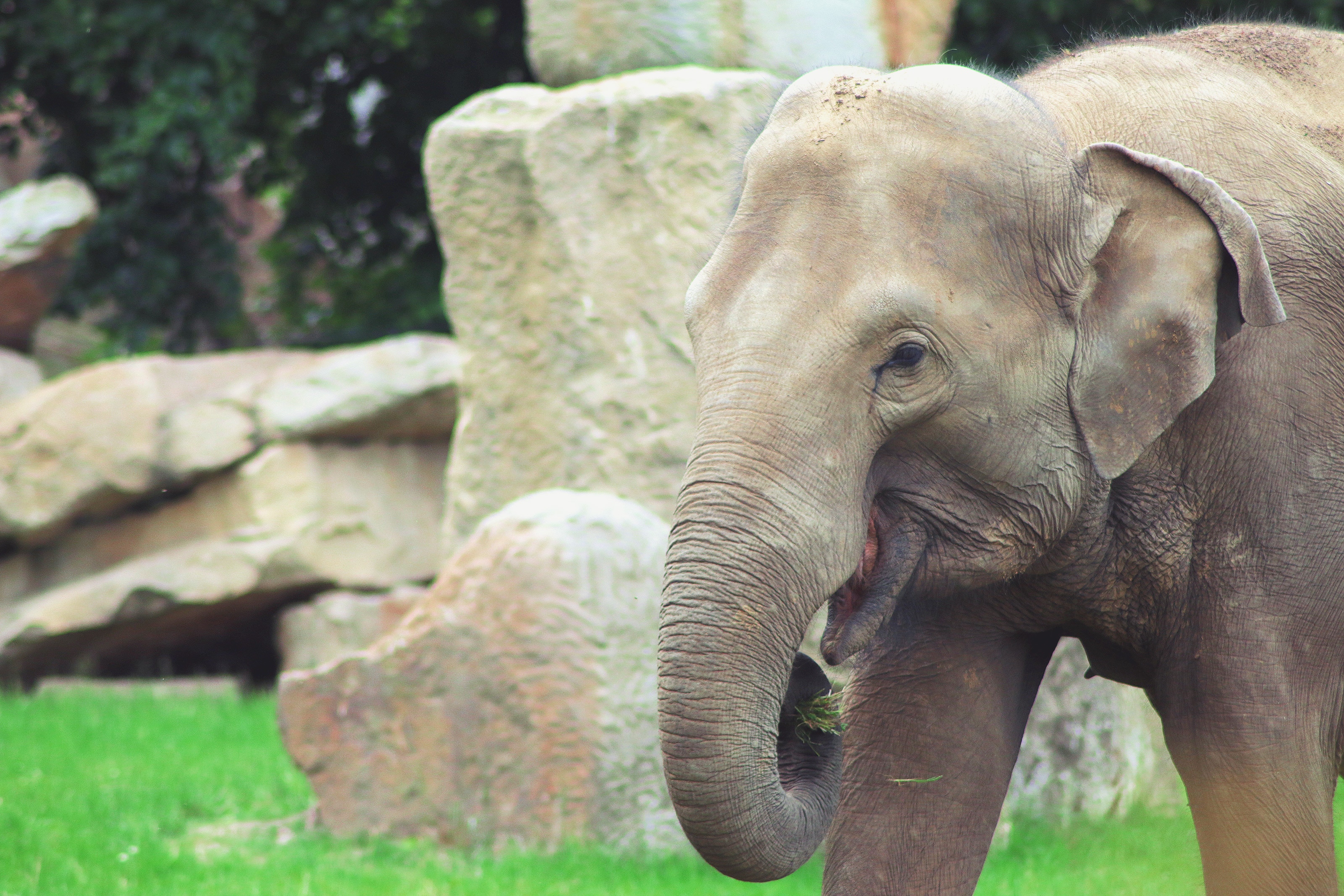 Самое высокоорганизованное животное. Африканский слон в зоопарке. Хвост слона. Слоны в природе. Красивый слон.