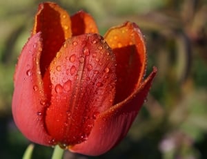 Plant, Flower, Nature, Red, flower, nature thumbnail