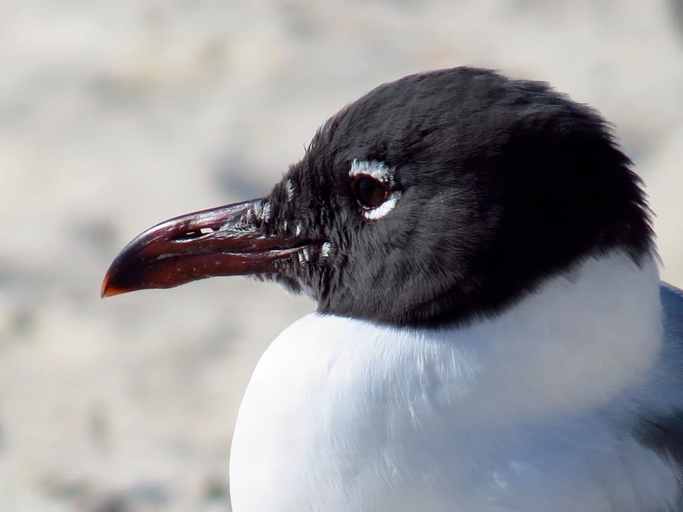 laughing gull preview
