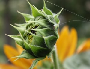 green sunflower bud thumbnail