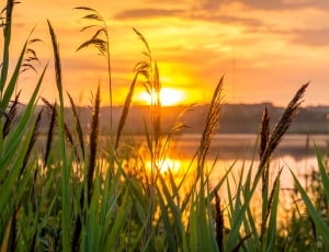 green grassed near body of water during sunset thumbnail