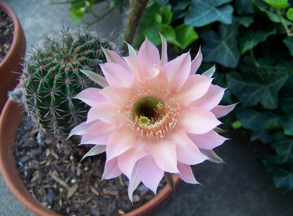 pink flower and green cactus preview