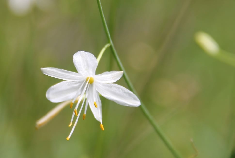 Wild Flower, White, Fragrant Grass Lily, flower, fragility preview