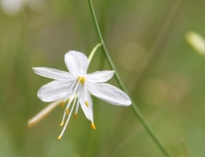 Wild Flower, White, Fragrant Grass Lily, flower, fragility thumbnail
