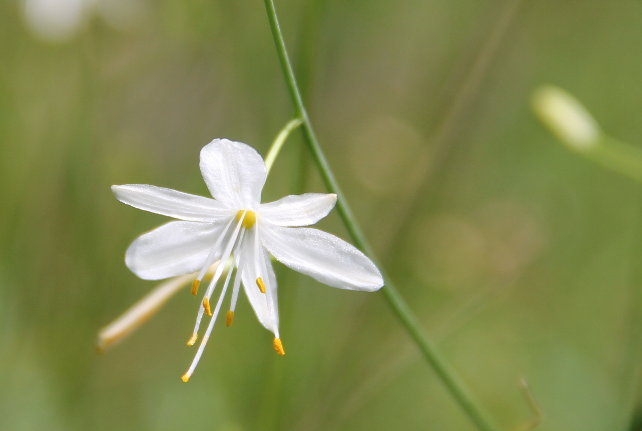 Wild Flower, White, Fragrant Grass Lily, flower, fragility