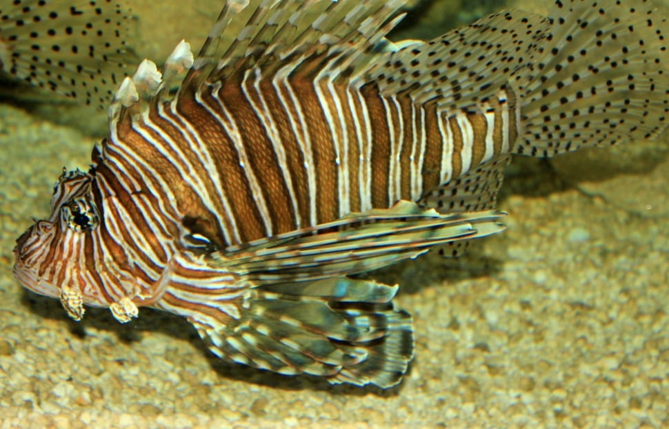 close up photo of lion fish preview