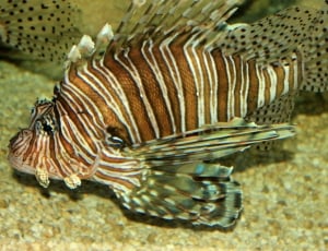 close up photo of lion fish thumbnail