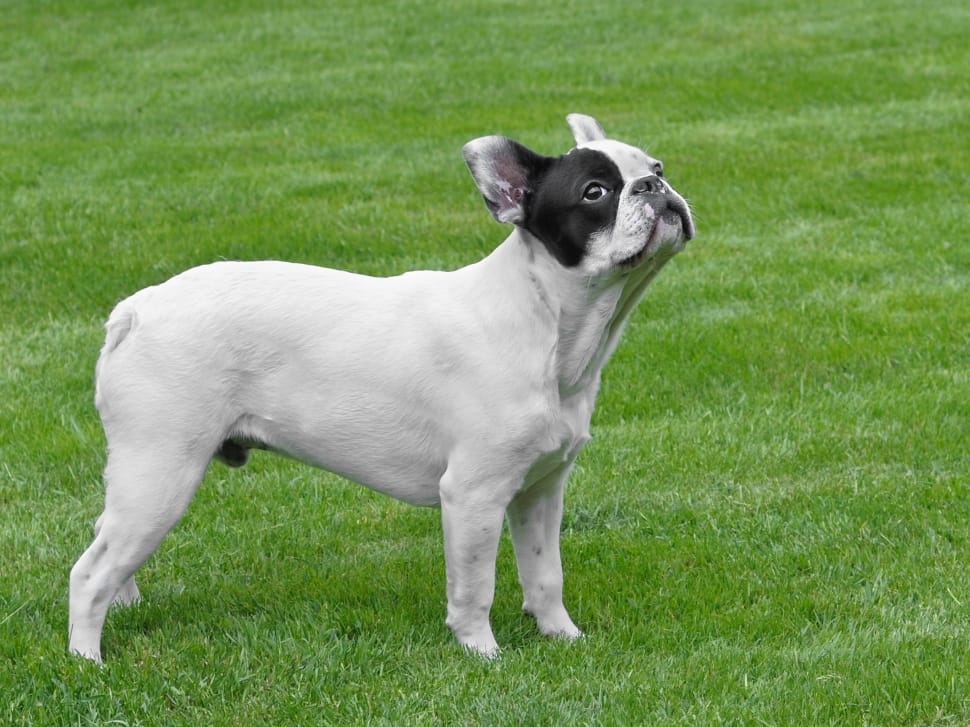 white and black french bulldog preview