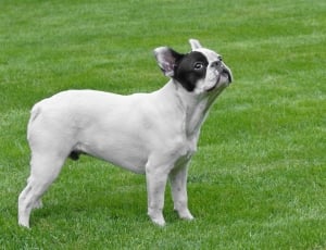 white and black french bulldog thumbnail