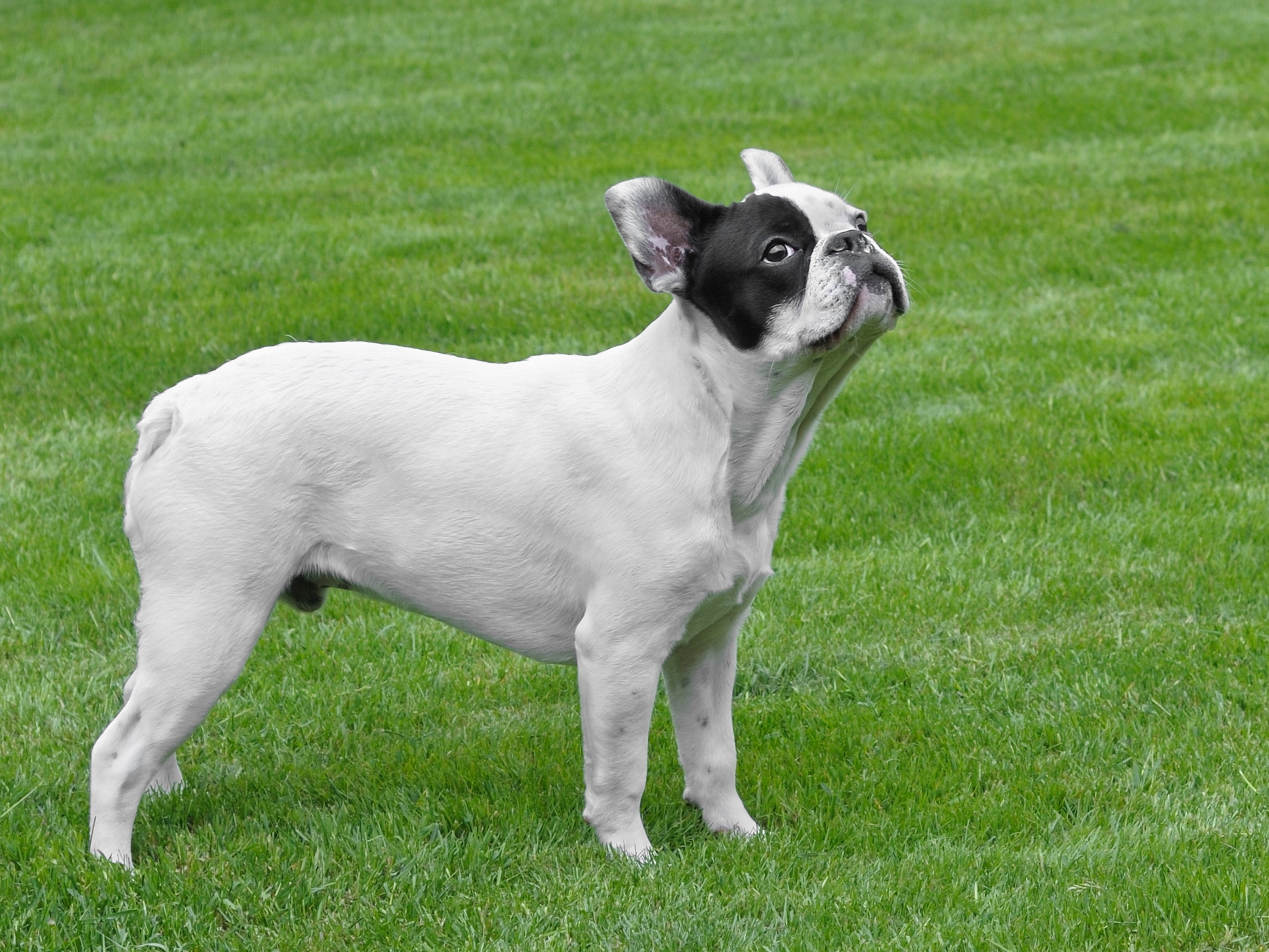 white and black french bulldog